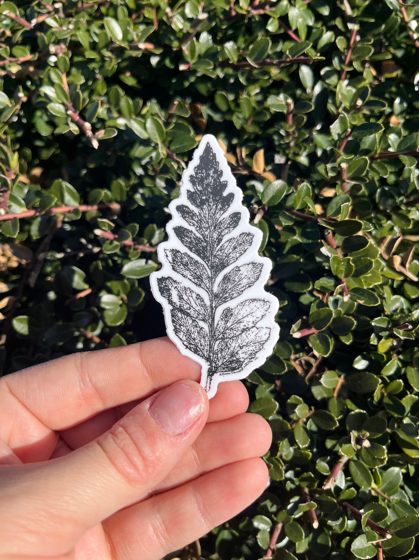 Black and White Etching Stickers